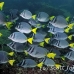 surgeonfish_razor_mos_h_0059_ecu0122.jpg
